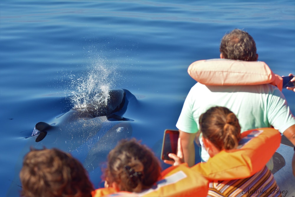 Observação de Baleias e Golfinhos + Ilhéu de Vila Franca do Campo (Dia Completo com Almoço)