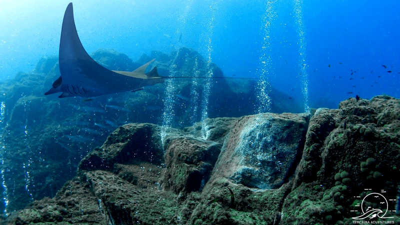 Expedição de mergulho ao Banco D. João de Castro.