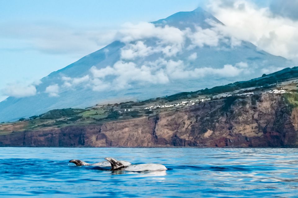 Whale Watching & Dolphin in Lajes do Pico