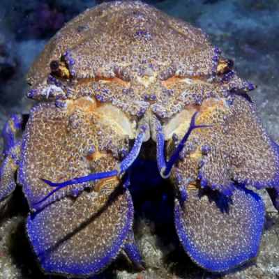 Expedição de Mergulho à Ilha Graciosa