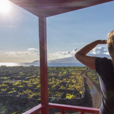 Hiking Criação Velha Vineyards (Half Day)