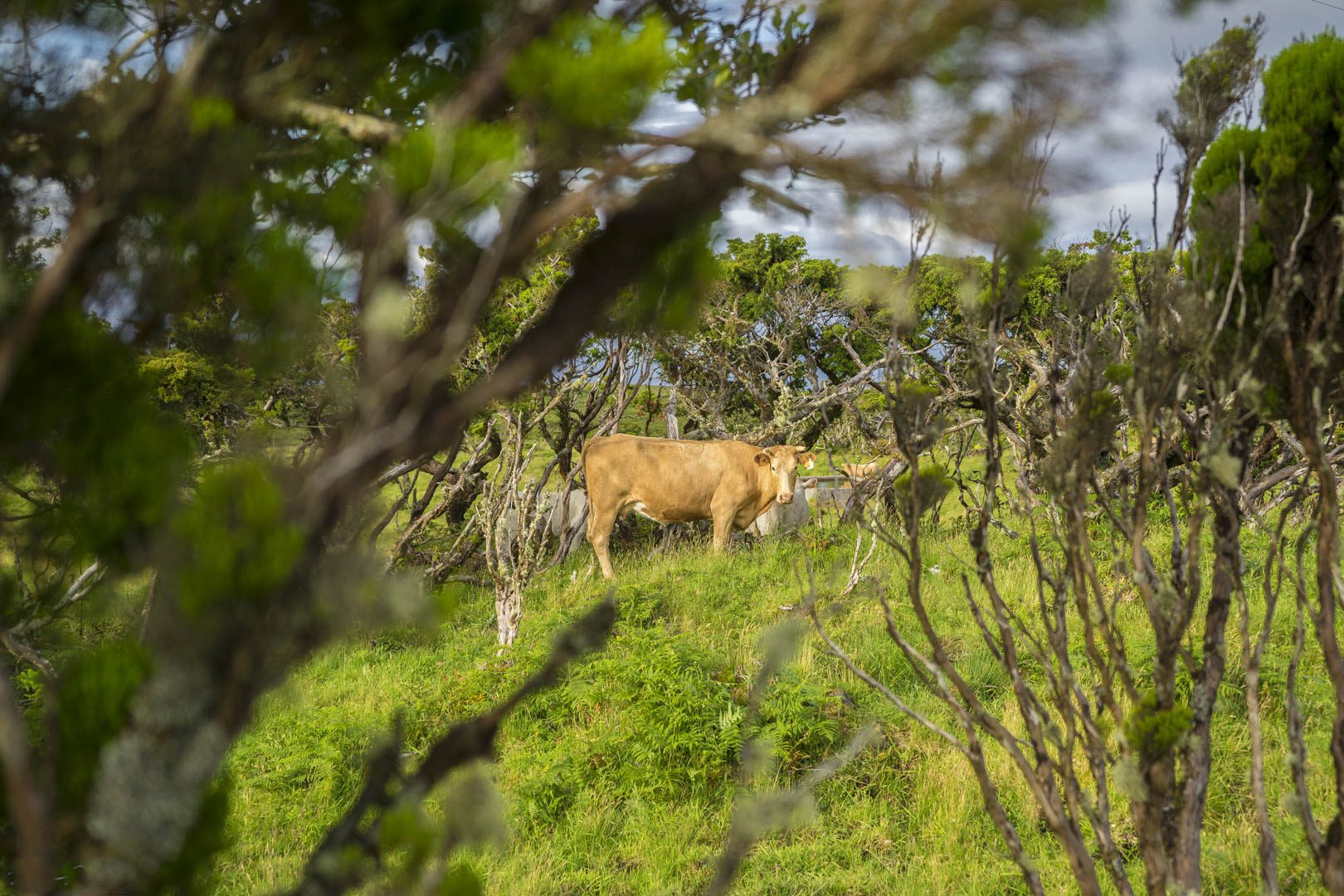 Pico Island Van Tour (Full Day)
