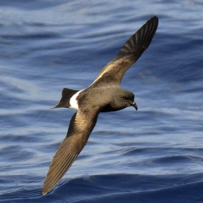 Birdwatching offshore