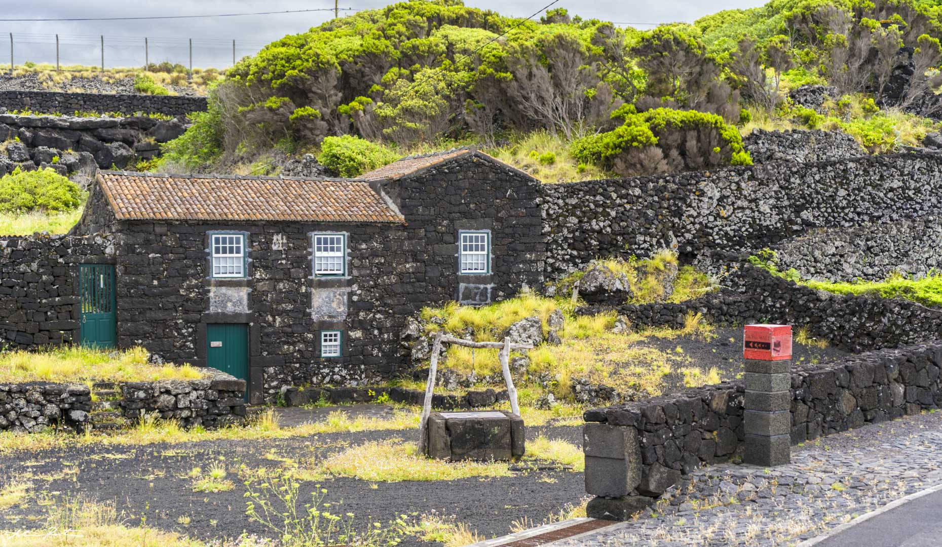 Cachorro7 Van Tour Pico Wine Culture (Full Day)