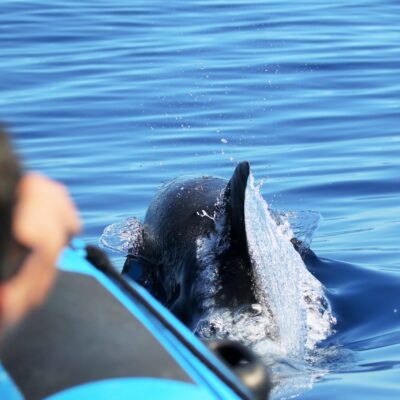 Whale Watching & Dolphin in Lajes do Pico