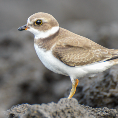 Observação de Aves na Ilha Terceira