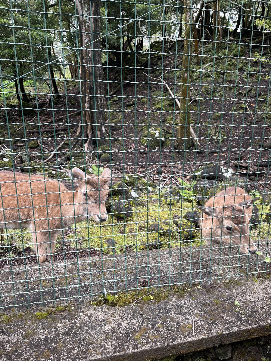 Pinhal da Paz Tiere - mariadelgadofiol